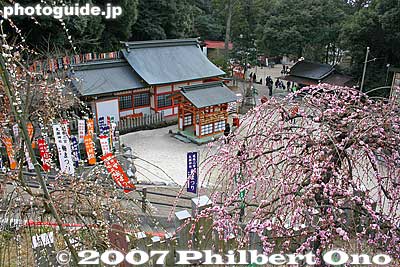 Keywords: aichi inuyama ooagata oagata jinja shrine ume plum blossoms flowers