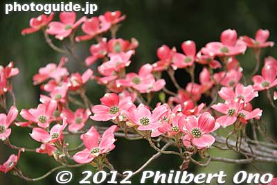 Keywords: Fukushima Hanamiyama Park spring flowers