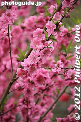 Keywords: Fukushima Hanamiyama Park spring flowers japanflower