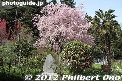 Dairinji temple.
Keywords: fukushima nihonmatsu dairinji temple weeping cherry blossoms tree sakura