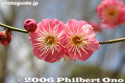 Closeup of red plum blossom
Keywords: ibaraki mito kairakuen garden plum blossom flowers ume japanfuyu japanflower
