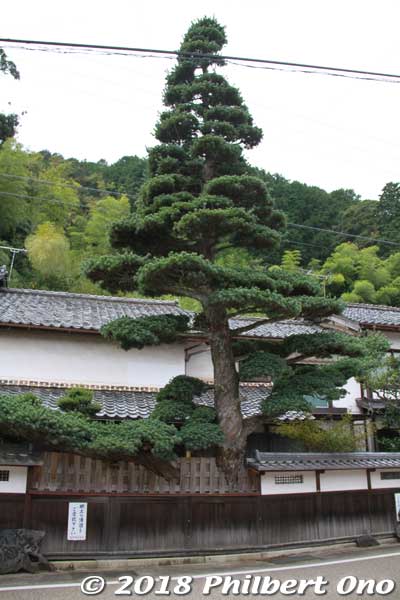 Mukai Shuzo's big Japanese evergreen tree outside, 300 years old.
Keywords: kyoto ine sake brewery japangarden