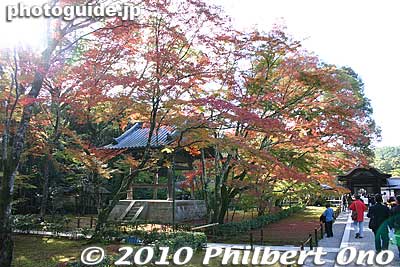 Path to Kinkakuji Gold Pavilion entrance path in autumn.
Keywords: kyoto sakura flowers cherry blossoms tree