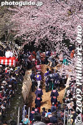The horse makes it over the top. On Sat., the first day of the festival, there are 12 Ageuma runs. On Sunday, the second day, there are six Ageuma runs starting at 1 pm. In the morning, they have a few practice runs, but do not try to go over the top.
Keywords: mie toin-cho oyashiro matsuri festival ageuma horse inabe shrine cherry blossoms sakura