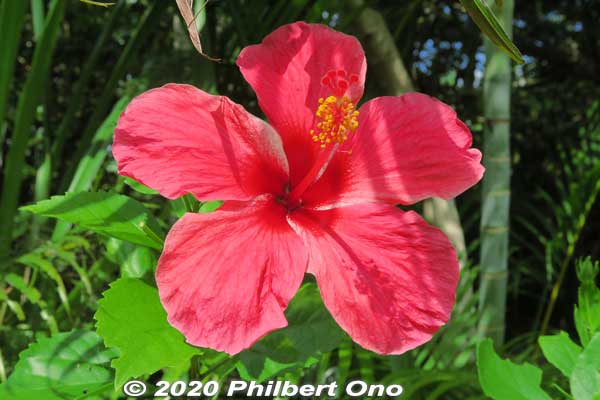 Red hibiscus
Keywords: okinawa Iriomote yubu island japanflower