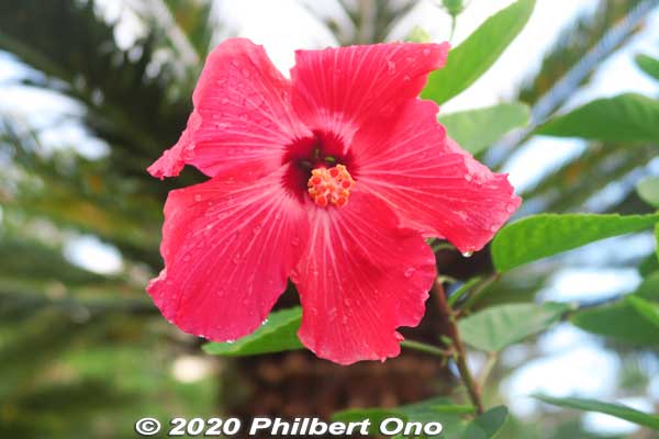 Red hibiscus
Keywords: okinawa naha hibiscus flower japanflower