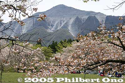 Hitsujiyama Park and Mt. Bukosan.
Keywords: saitama chichibu mt. bukosan mountain hitsujiyama park weeping cherry blossoms