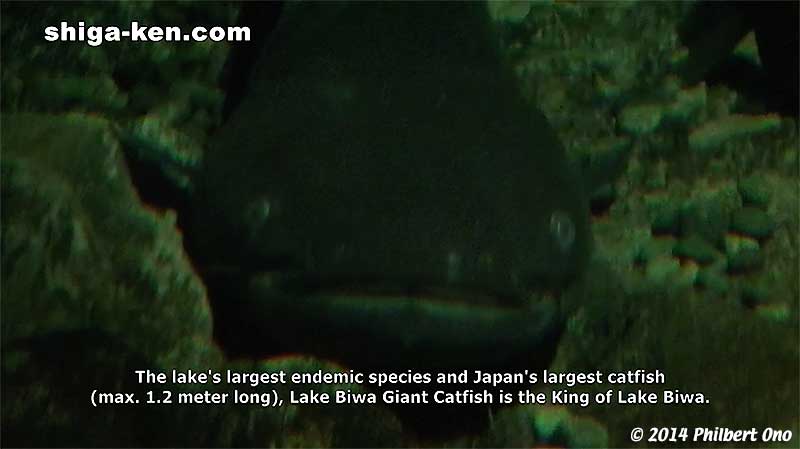 The tank simulates night time since the Lake Biwa Giant Catfish is nocturnal.
Keywords: shiga kusatsu karasuma peninsula lake biwa museum aquarium fish endemic species
