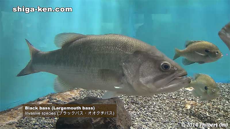 Black bass (Largemouth bass) are the worst invasive species in Lake Biwa. (ブラックバス・オオクチバス)
Keywords: shiga kusatsu karasuma peninsula lake biwa museum aquarium fish invasive species