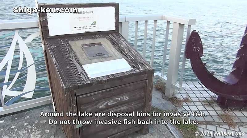 Around the lake are disposal bins for invasive fish. Do not throw invasive fish back into the lake.
Keywords: shiga kusatsu karasuma peninsula lake biwa museum aquarium fish biwakobest
