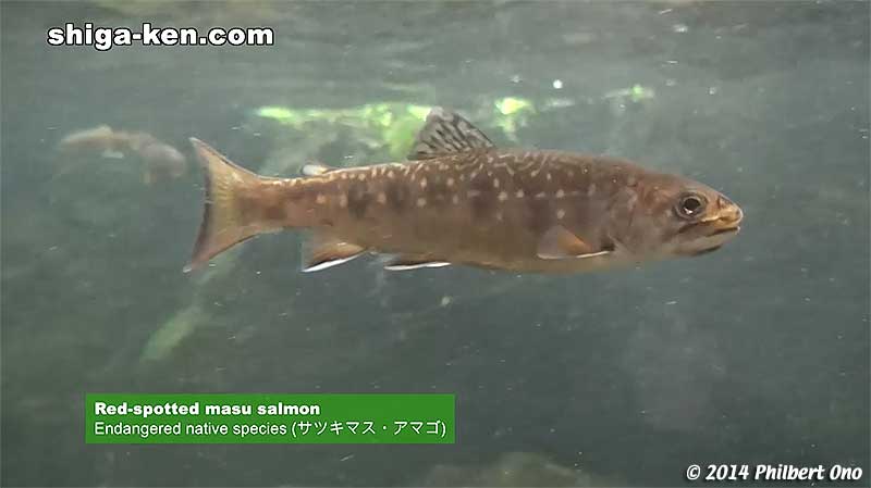 Red-spotted masu salmon - Endangered native species (サツキマス・アマゴ)
Keywords: shiga kusatsu karasuma peninsula lake biwa museum aquarium fish