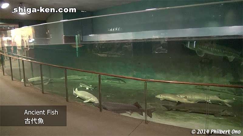 Sturgeon is also famous for caviar.
Keywords: shiga kusatsu karasuma peninsula lake biwa museum aquarium fish