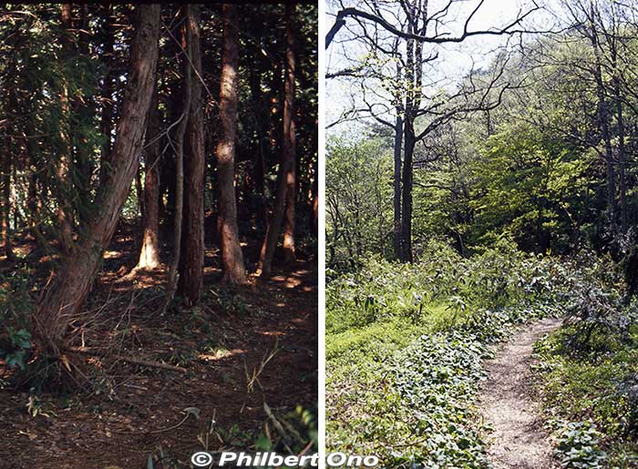 Hiking trail from Mt. Shizugatake. Heavily wooded with a few clearings.
Keywords: shiga nagahama lake yogo