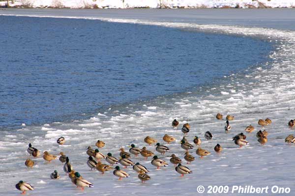 In winter, water fowl rest on the frozen lake surface.
Keywords: shiga nagahama lake yogo