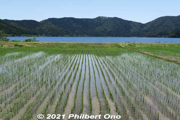 Rice paddies at Lake Yogo in late May.
Keywords: shiga nagahama lake yogo