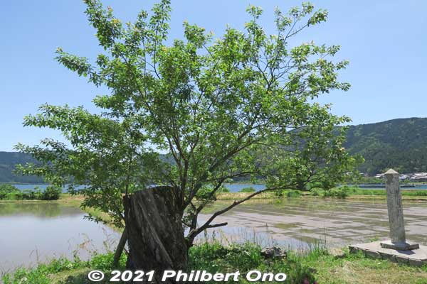 By May 2021, happy to see the swan maiden tree growing anew. Let's hope another swan maiden will now come. Although she should probably bathe with her clothes on instead. Too many perverts these days...
Keywords: shiga nagahama lake yogo
