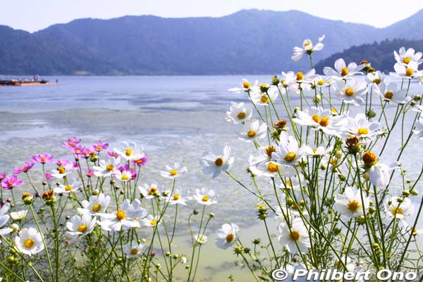 Autumn wildflowers at Lake Yogo.
Keywords: shiga nagahama lake yogo