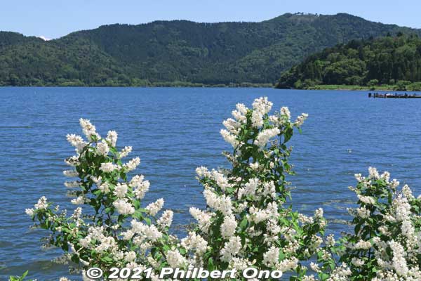 White flowers along Lake Yogo in late May. 
Keywords: shiga nagahama lake yogo