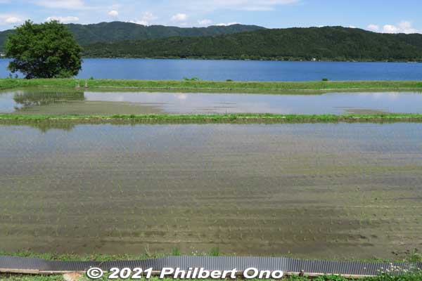 Rice paddies in late May.
Keywords: shiga nagahama lake yogo