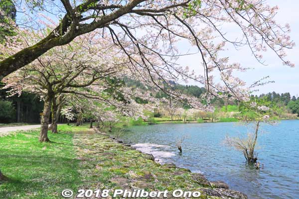 Lake Yogo also has some cherry blossoms. They bloom later or maybe last in Shiga. If you missed the cherry blossoms, come to Lake Yogo.
Keywords: shiga nagahama lake yogo sakura