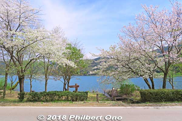 Lake Yogo cherry blossoms are along the southern and western shores.
Keywords: shiga nagahama lake yogo sakura
