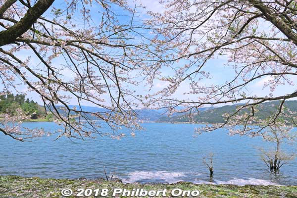 Lake Yogo cherry blossoms.
Keywords: shiga nagahama lake yogo sakura shigabest