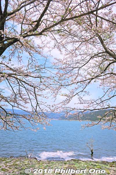 Lake Yogo cherry blossoms.
Keywords: shiga nagahama lake yogo sakura