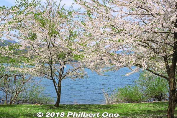 Lake Yogo sakura cherry blossoms.
Keywords: shiga nagahama lake yogo