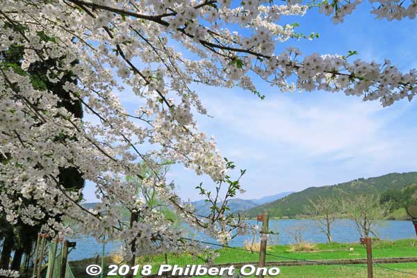Lake Yogo sakura cherry blossoms.
Keywords: shiga nagahama lake yogo sakura