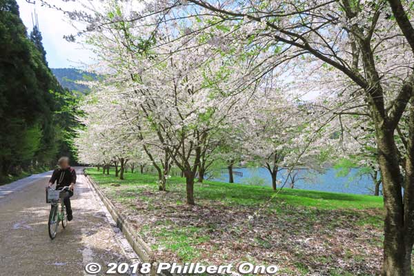 Lake Yogo sakura cherry blossoms.
Keywords: shiga nagahama lake yogo sakura