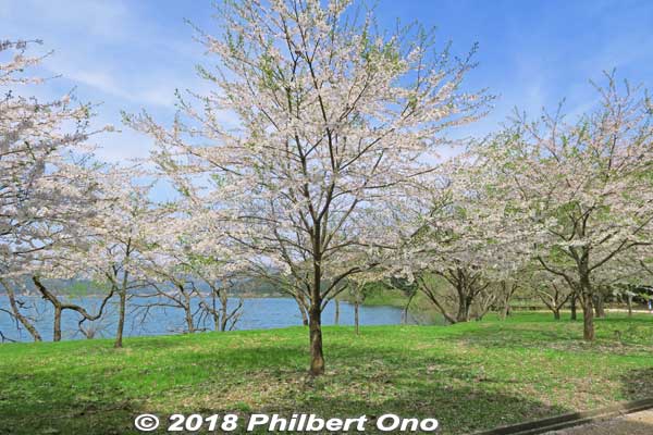 Lake Yogo cherry blossoms.
Keywords: shiga nagahama lake yogo