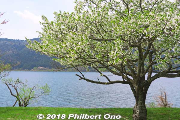 Lake Yogo cherry blossoms.
Keywords: shiga nagahama lake yogo