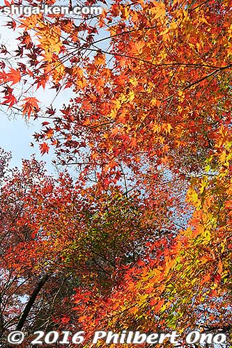 Keywords: shiga otsu ishiyama-dera buddhist temple foliage autumn