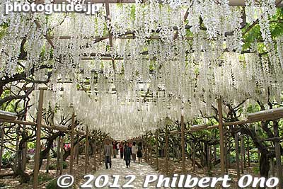 Tunnel of White Wisteria goes for 76.5 meters.
Keywords: tochigi ashikaga flower park wisteria flowers japangarden