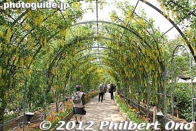 Tunnel of Yellow Wisteria.
Keywords: tochigi ashikaga flower park wisteria flowers garden