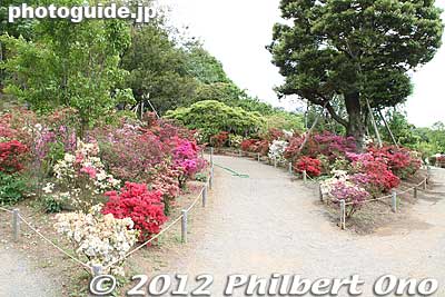 Entrance to an area called the Sea of Azaleas. ツツジの海
Keywords: tochigi ashikaga flower park wisteria flowers garden azalea