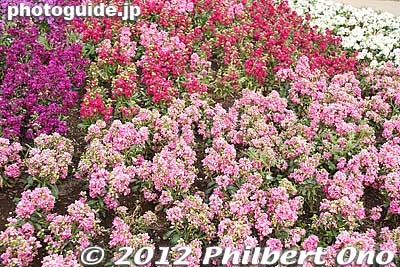 Keywords: Tokyo Adachi-ku Toshi Nogyo koen Park goshiki sakura cherry blossoms flowers japanflower