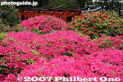 Azaleas and torii gates
Keywords: tokyo bunkyo-ku nezu jinja shrine azaleas tsutsuji flowers matsuri festival torii