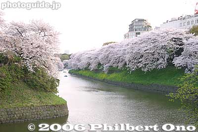 Keywords: tokyo chiyoda-ku chidorigafuchi cherry blossoms sakura moat