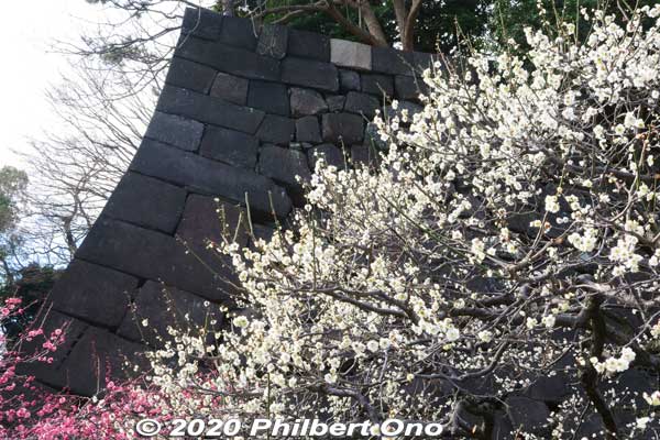 Plum blossoms at the Imperial Palace.
Keywords: tokyo chiyoda-ku imperial palace plum blossoms