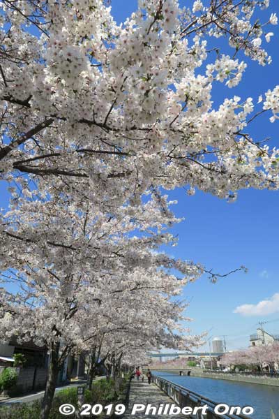 Shin River Senbonzakura Cherry Blossoms, Edogawa-ku, Tokyo. Such a photogenic riverside walk in spring.
Keywords: tokyo edogawa-ku shinkawa shin river cherry blossoms sakura japanflower