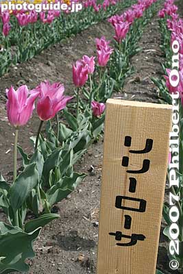 Lily Rosa
Keywords: tokyo hamura tulip matsuri flowers festival