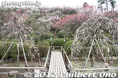 Ikegami Baien Garden in Ota Ward, Tokyo.
Keywords: tokyo ota-ku Ikegami Baien Plum japanGarden blossoms flowers