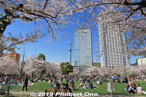 Keywords: tokyo sumida kinshi park sakura cherry blossoms flowers
