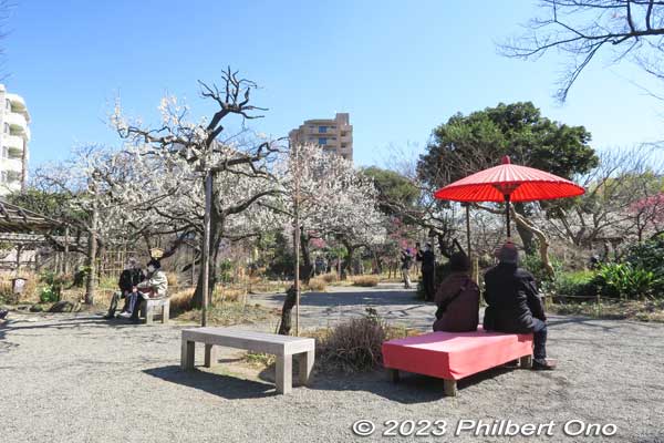 Mukojima Hyakkaen Garden with ume plum blossoms in Sumida-ku, Tokyo.
Keywords: tokyo sumida-ku Mukojima Hyakkaen Garden ume plum blossoms japangarden