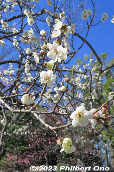 White plum blossoms named "Shirokaga."
Keywords: tokyo sumida-ku Mukojima Hyakkaen Garden ume plum blossoms