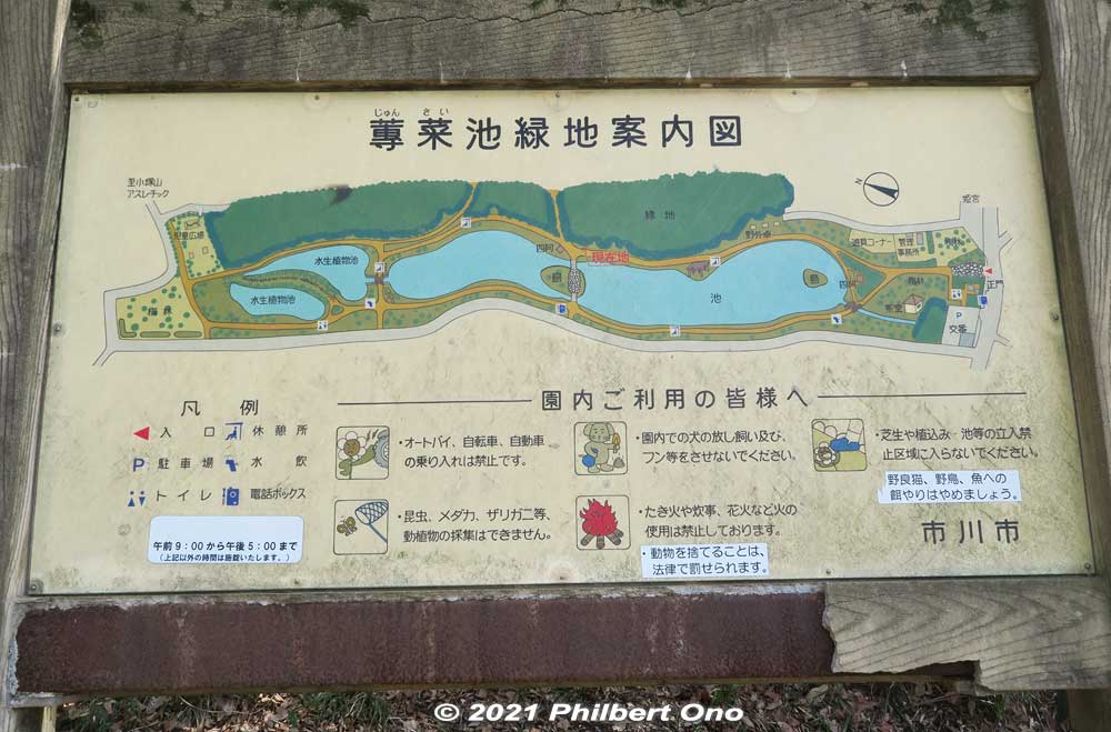 If you started the hike at Kita-Kokubun Station, Junsai-ike Pond Ryokuchi green belt park is the first substantial park where you can rest or have lunch. Large pond and cherry blossoms. じゅん菜池緑地
Keywords: chiba ichikawa park hiking trail mizu midori kairo