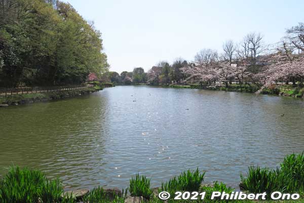 Junsai-ike Pond. No swan boats or rowboats. Only ducks. じゅん菜池
Keywords: chiba ichikawa park hiking trail mizu midori kairo