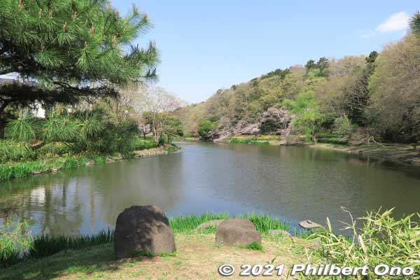 Some cherry blossoms along Junsai-ike Pond. じゅん菜池
Keywords: chiba ichikawa park hiking trail mizu midori kairo