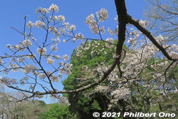 Keywords: chiba ichikawa park hiking trail mizu midori kairo Keywords: chiba ichikawa park hiking trail mizu midori kairo